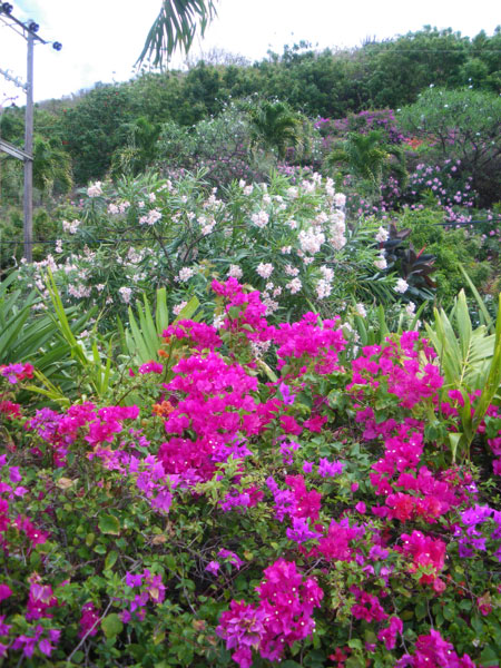 walk with the flowers talk to me for hours
